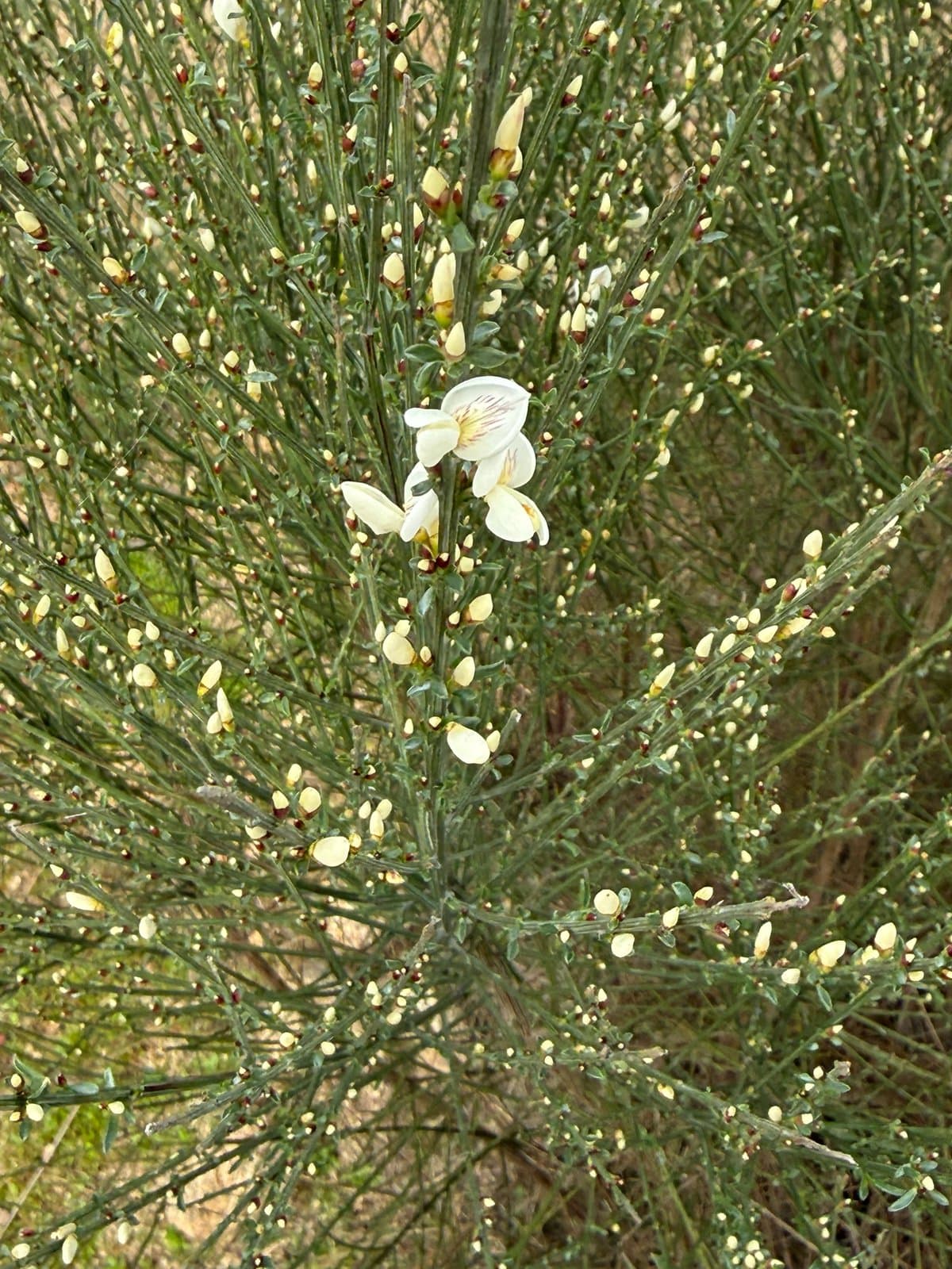 Cytisus multiflorus (L'Hér.) Sweet