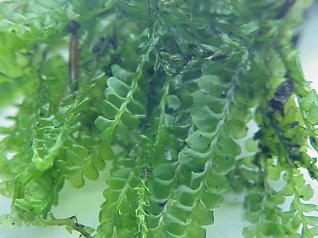 Plagiochila asplenioides (L.) Dumort.