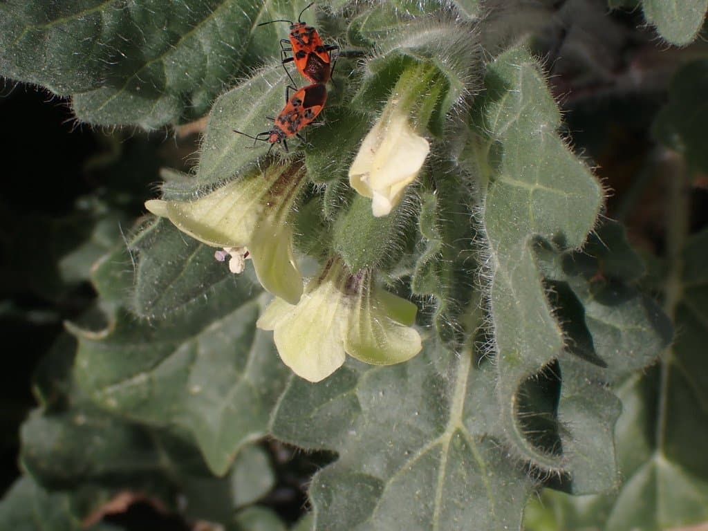 Hyoscyamus albus L.
