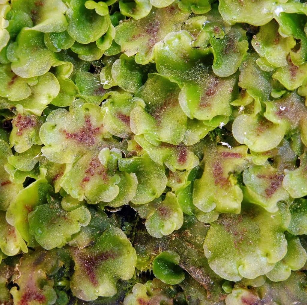 Pellia neesiana (Gottsche) Limpr.