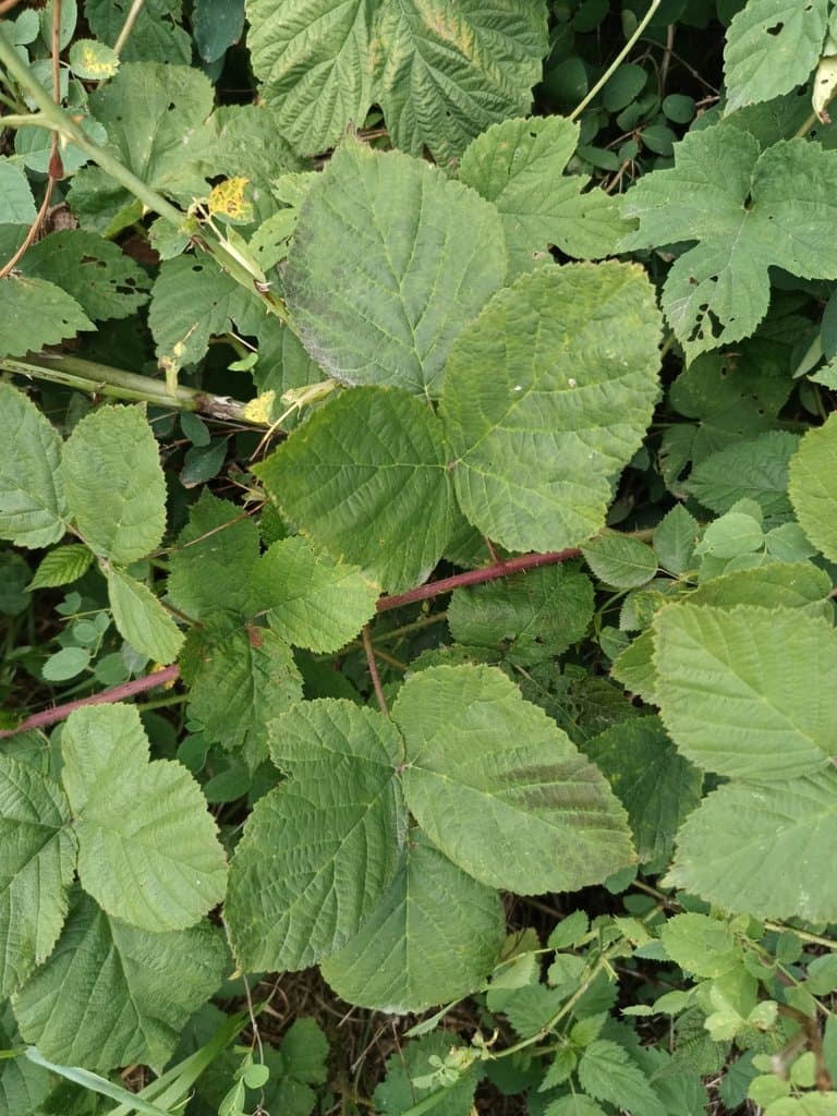 Rubus dollnensis Sprib.