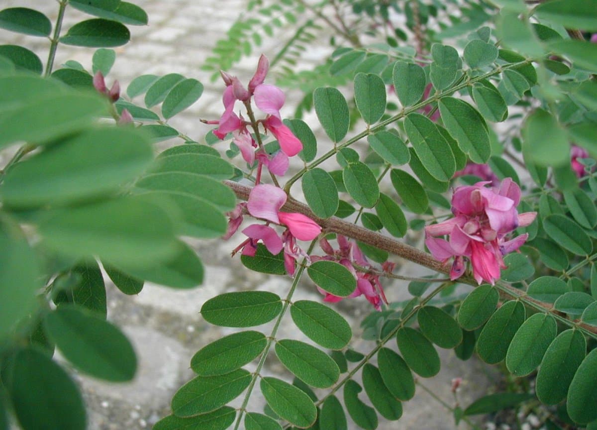 Indigofera heterantha Wall. ex Brandis