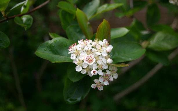 Aronia melanocarpa (Michx.) Elliott