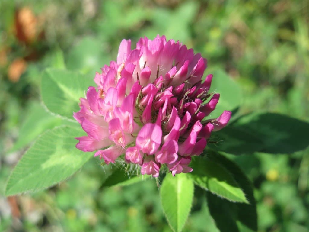 Trifolium pratense L.