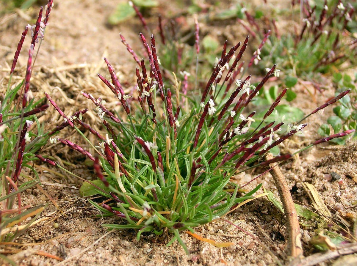 Mibora minima (L.) Desv.