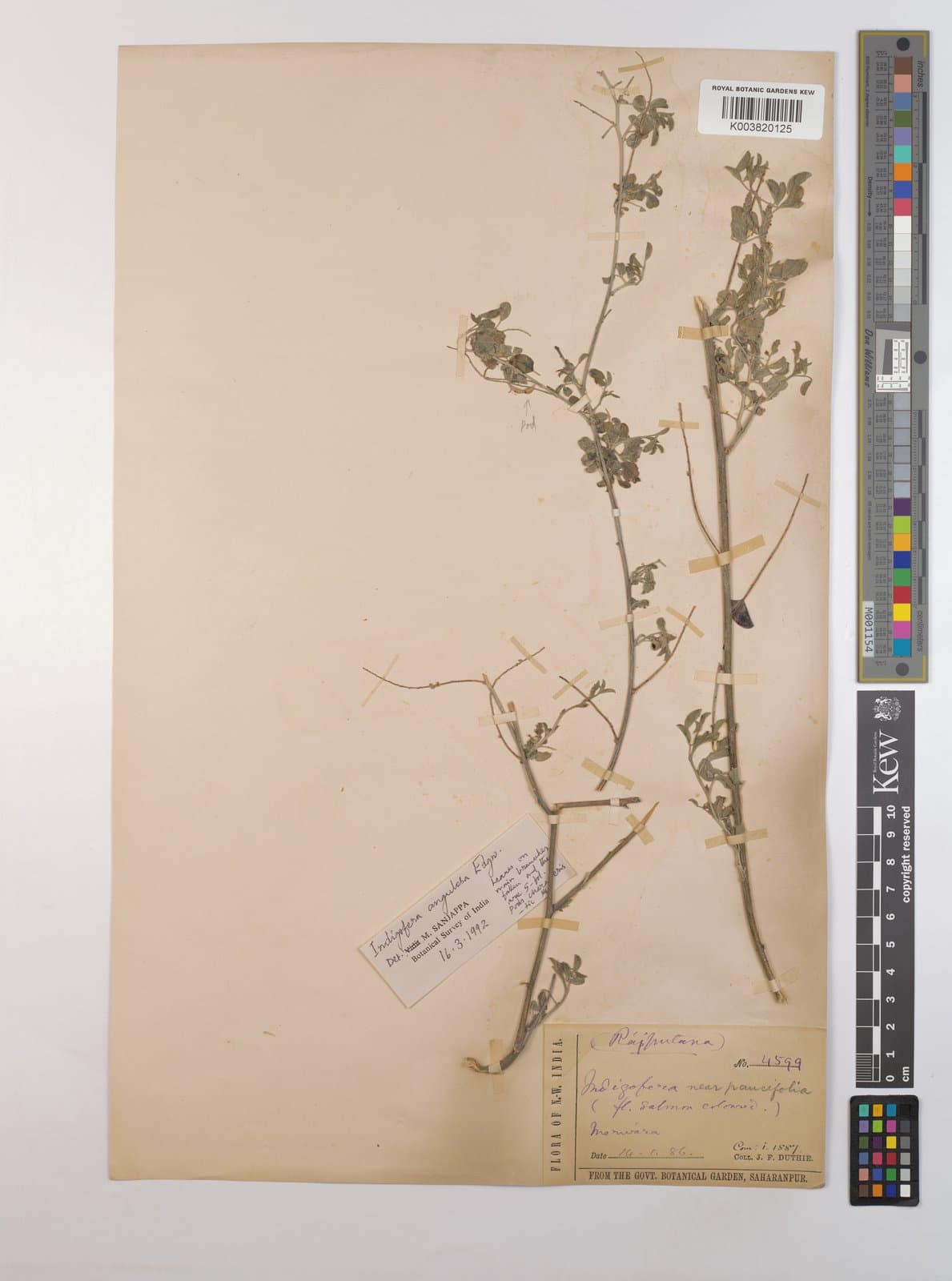 Indigofera angulosa Edgew.