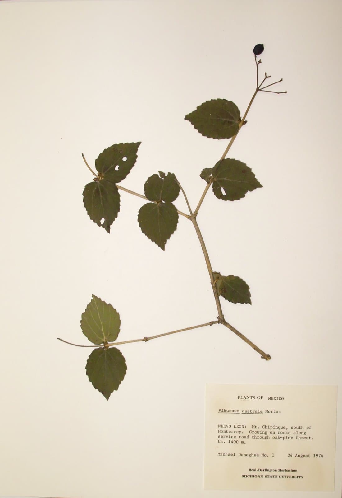 Viburnum australe C.V.Morton