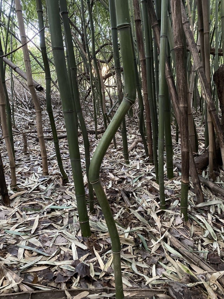 Phyllostachys aureosulcata McClure