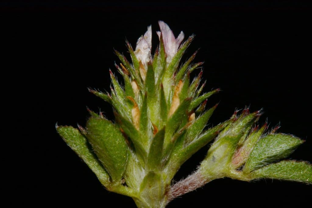 Trifolium scabrum L.