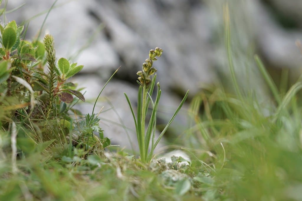 Chamorchis alpina (L.) Rich.