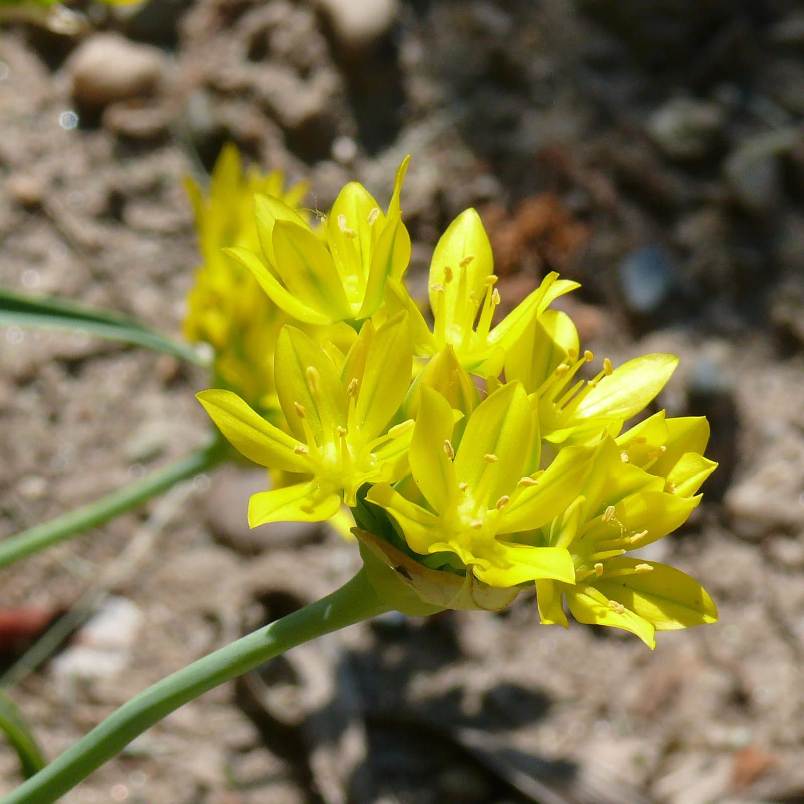 Allium moly L.