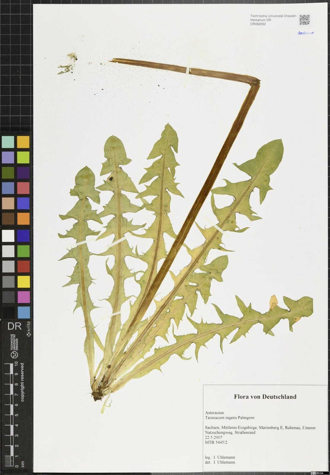 Taraxacum ingens Palmgr.