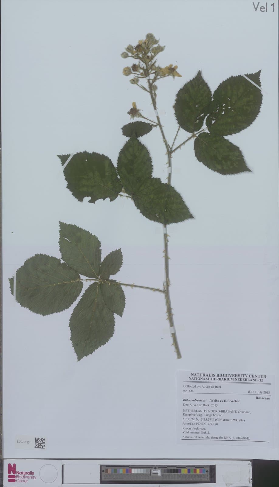 Rubus adspersus Weihe ex H.E.Weber