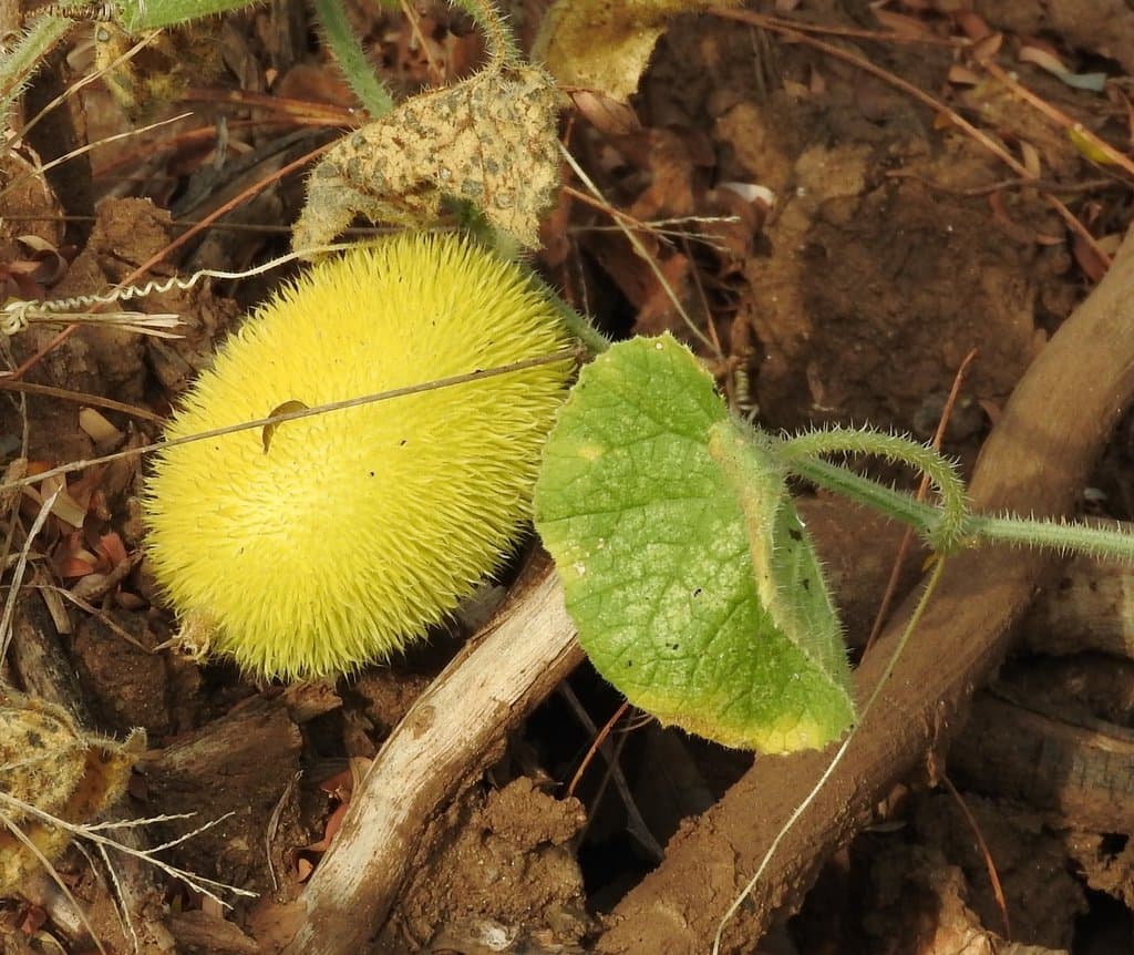 Cucumis dipsaceus Ehrenb. ex Spach