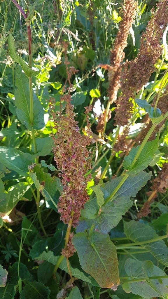Rumex arifolius All.