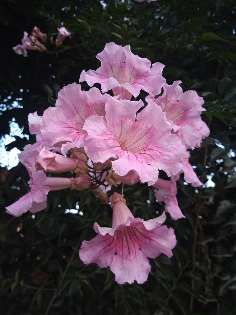 Podranea ricasoliana (Tanfani) Sprague
