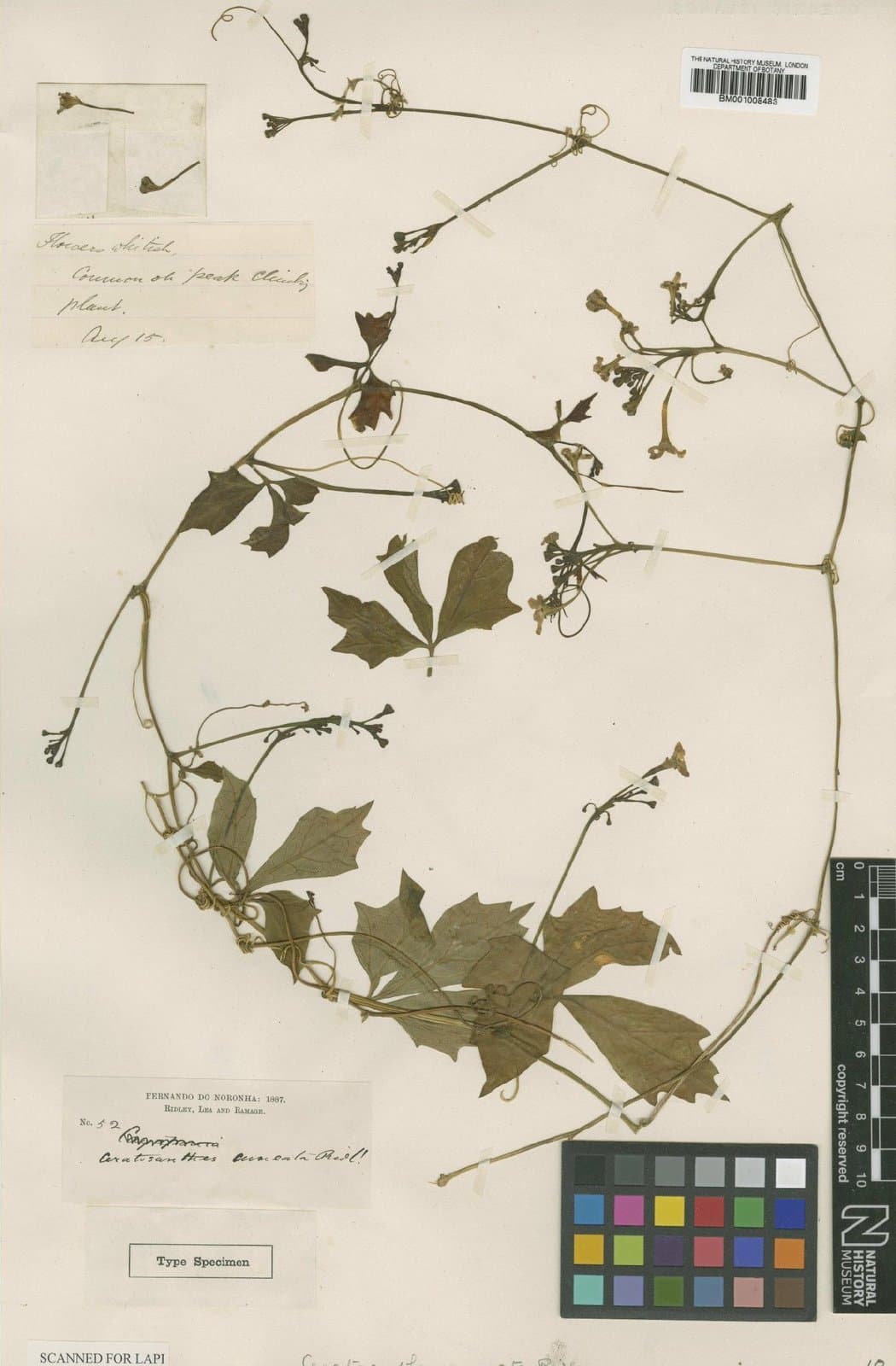 Ceratosanthes rupicola Ridl.