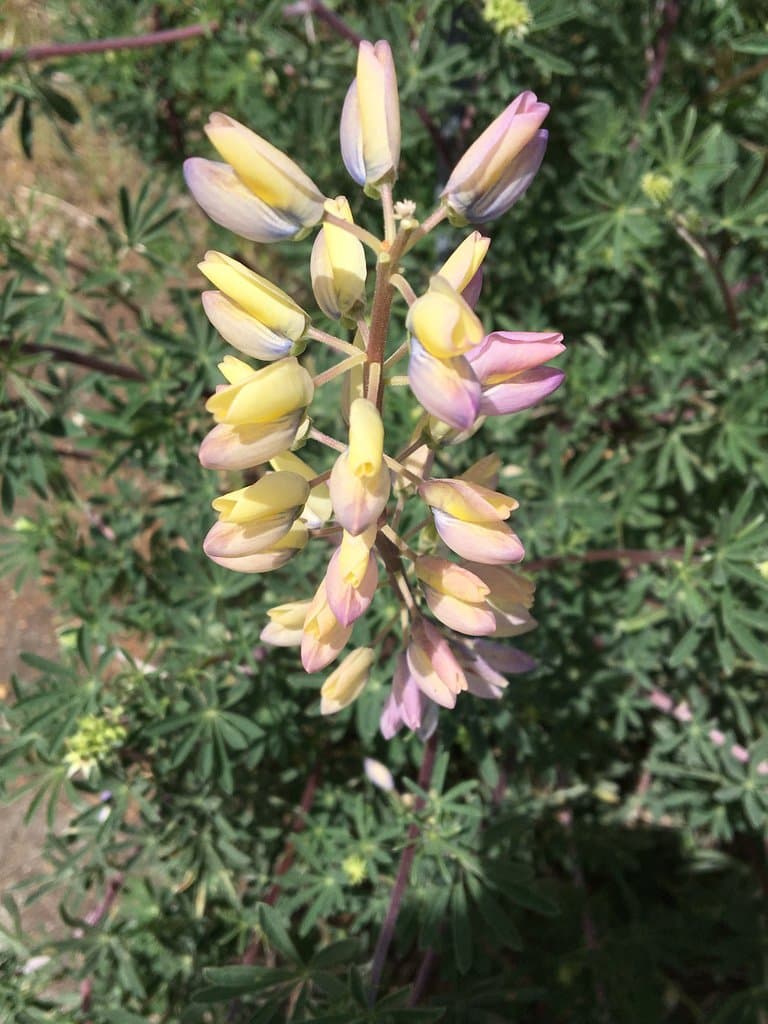 Lupinus arboreus Sims