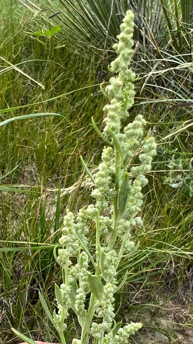 Chenopodium desiccatum A.Nelson