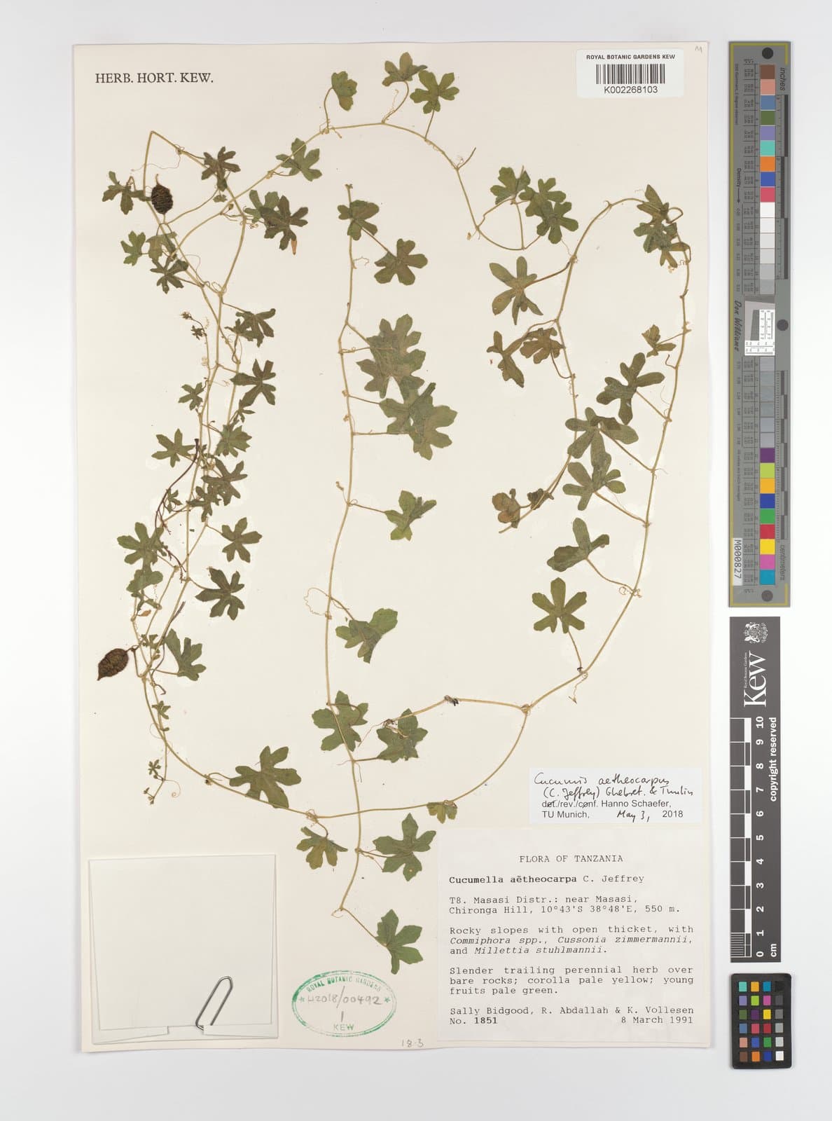 Cucumis aetheocarpus (C.Jeffrey) Ghebret. & Thulin
