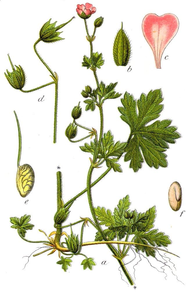 Geranium divaricatum Ehrh.