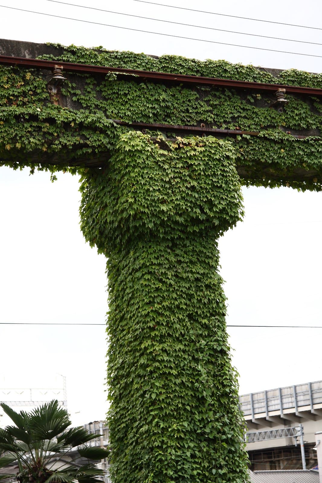 Parthenocissus tricuspidata (Siebold & Zucc.) Planch.