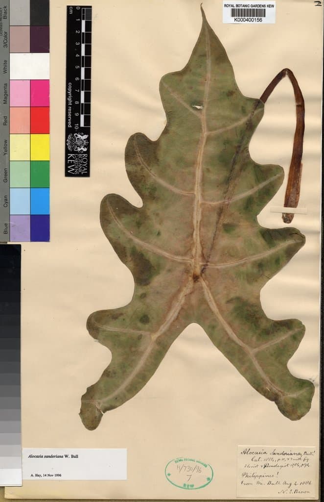 Alocasia sanderiana W.Bull
