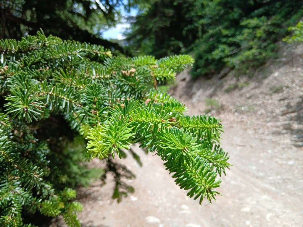 Abies numidica de Lannoy ex Carrière