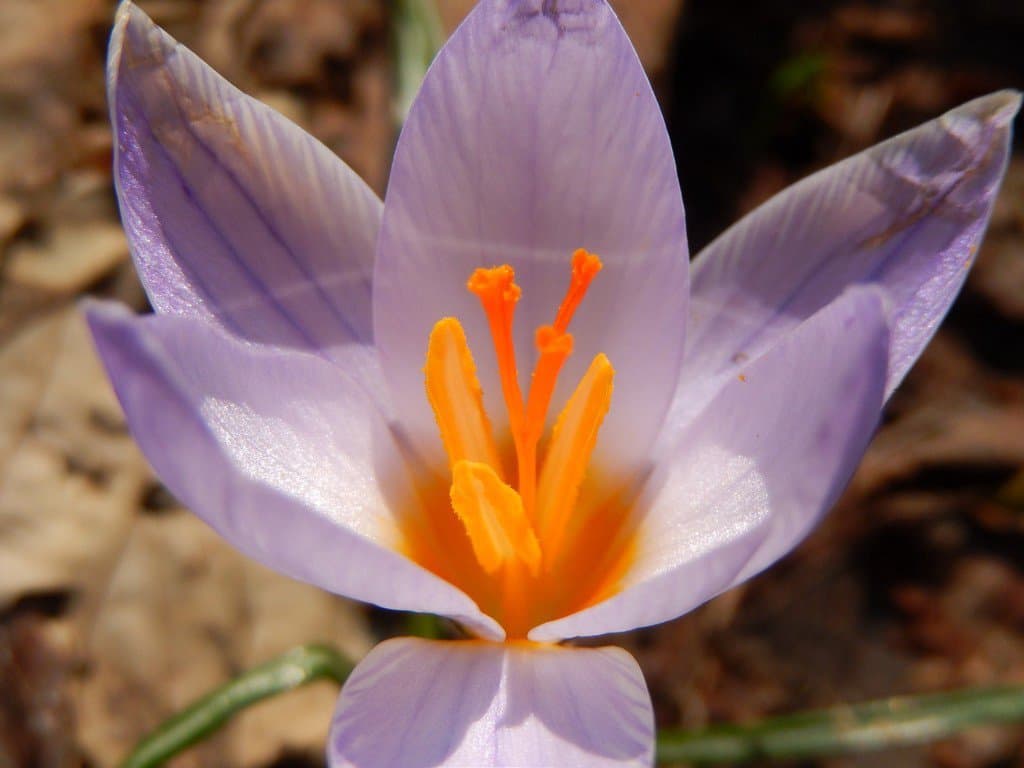 Crocus biflorus Mill.