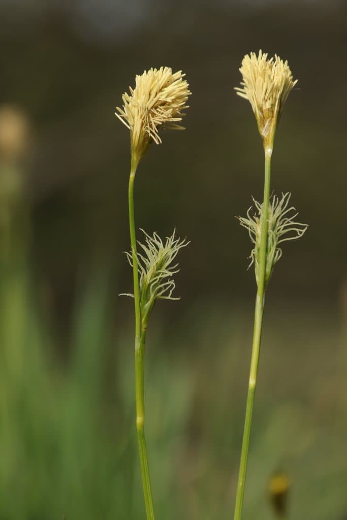 Carex michelii Host