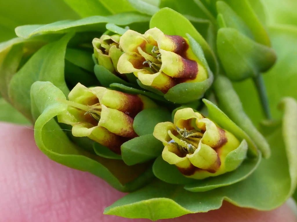 Cerinthe glabra Mill.