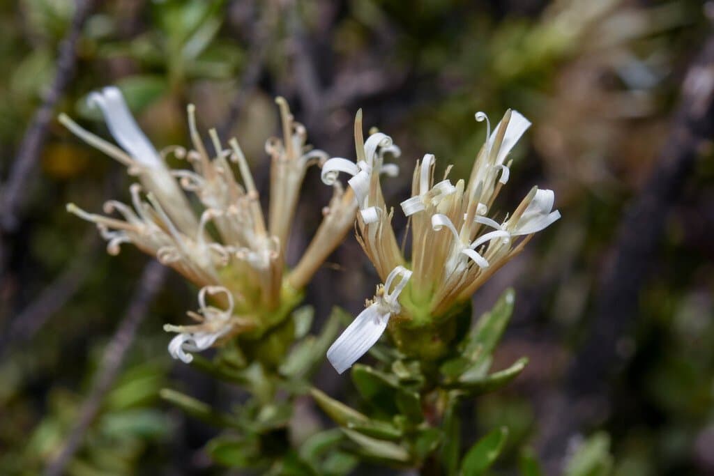 Famatinanthus decussatus (Hieron.) Ariza & S.E.Freire