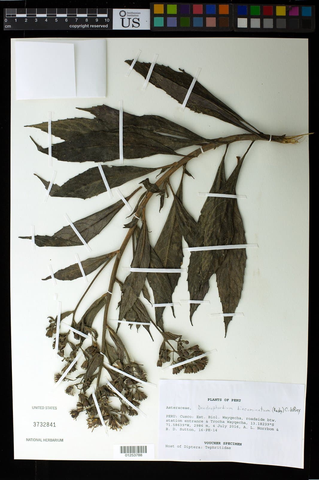 Dendrophorbium biacuminatum (Rusby) C.Jeffrey