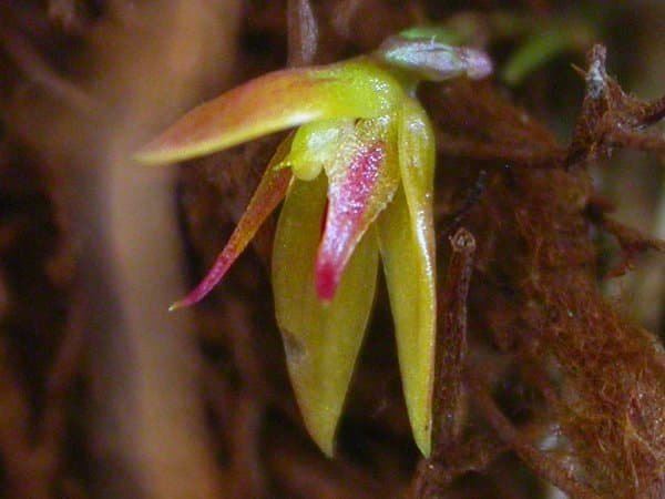 Anathallis lobiserrata (Barb.Rodr.) Luer & Toscano