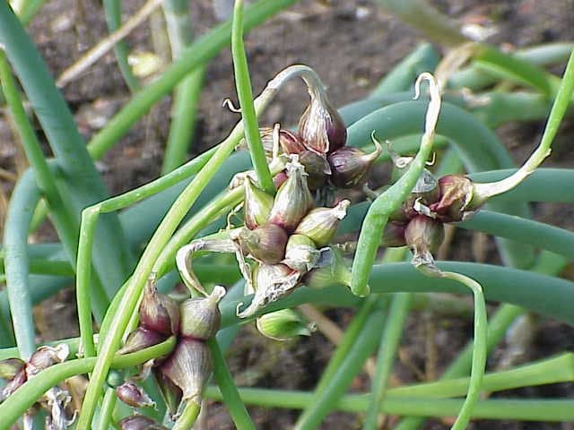 Allium ×proliferum (Moench) Schrad. ex Willd.