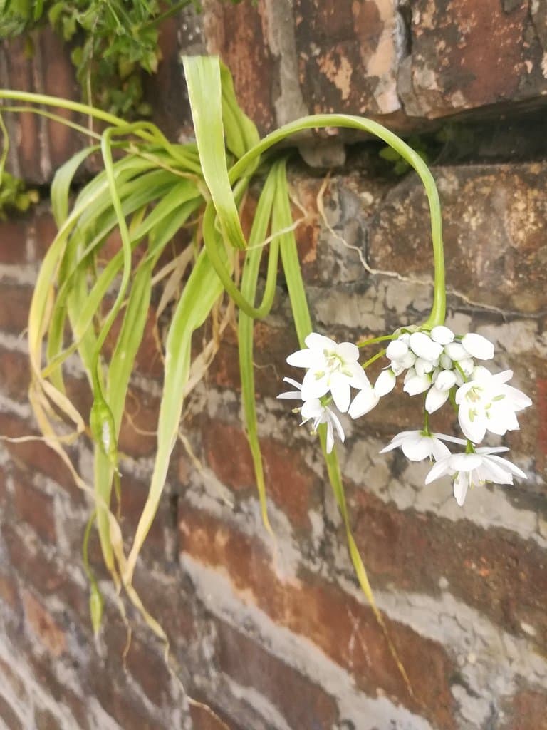 Allium neapolitanum Cirillo