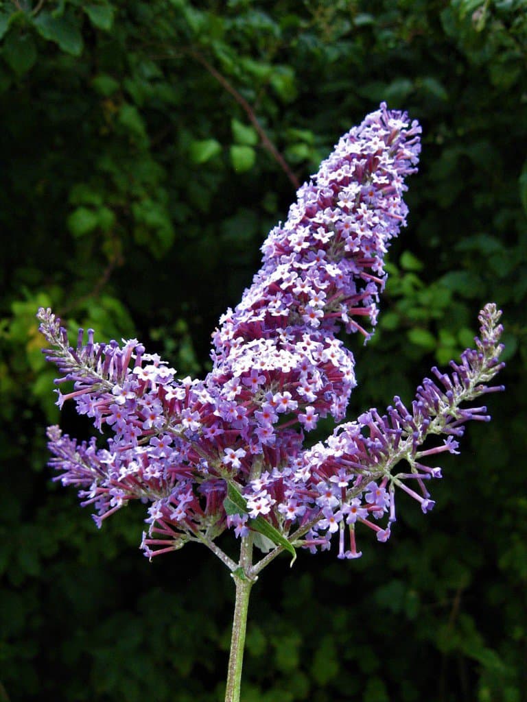 Buddleja davidii Franch.