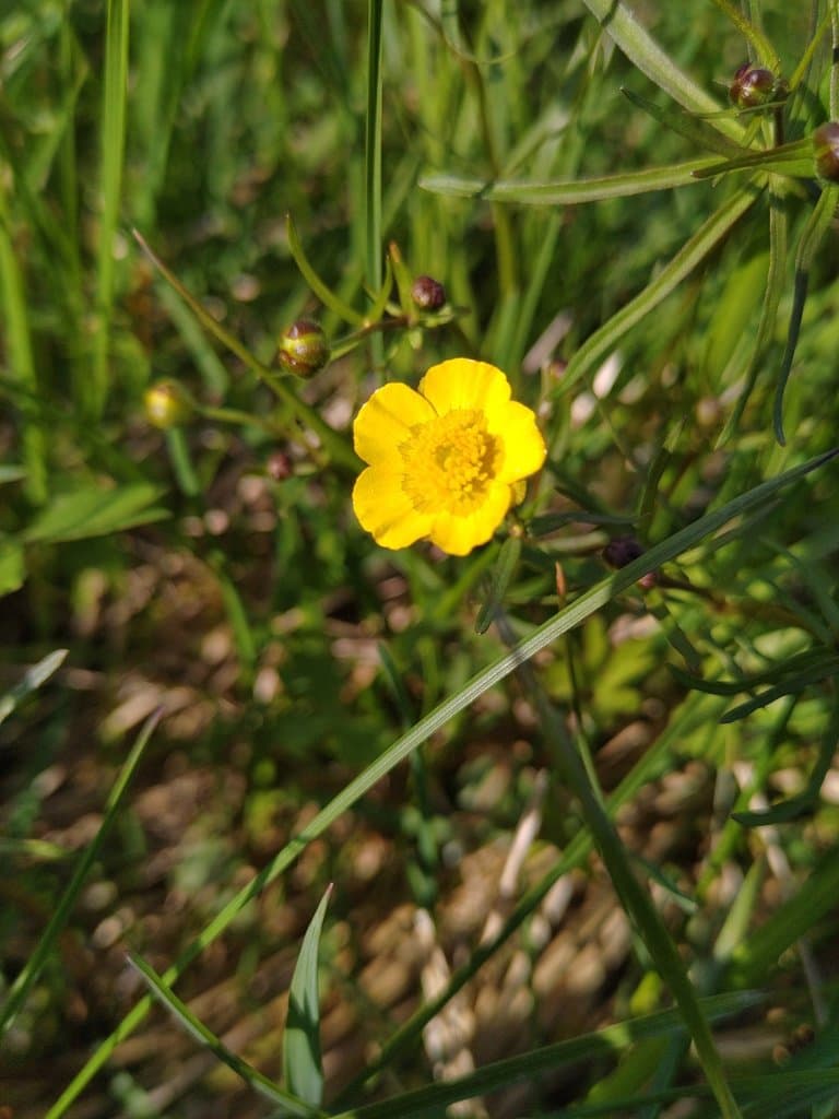 Ranunculus variabilis Hörandl & Gutermann
