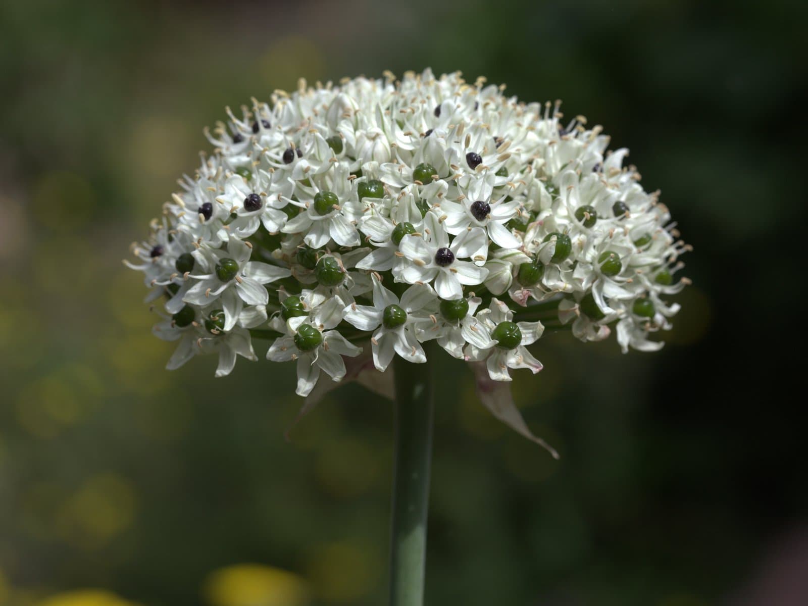 Allium nigrum L.