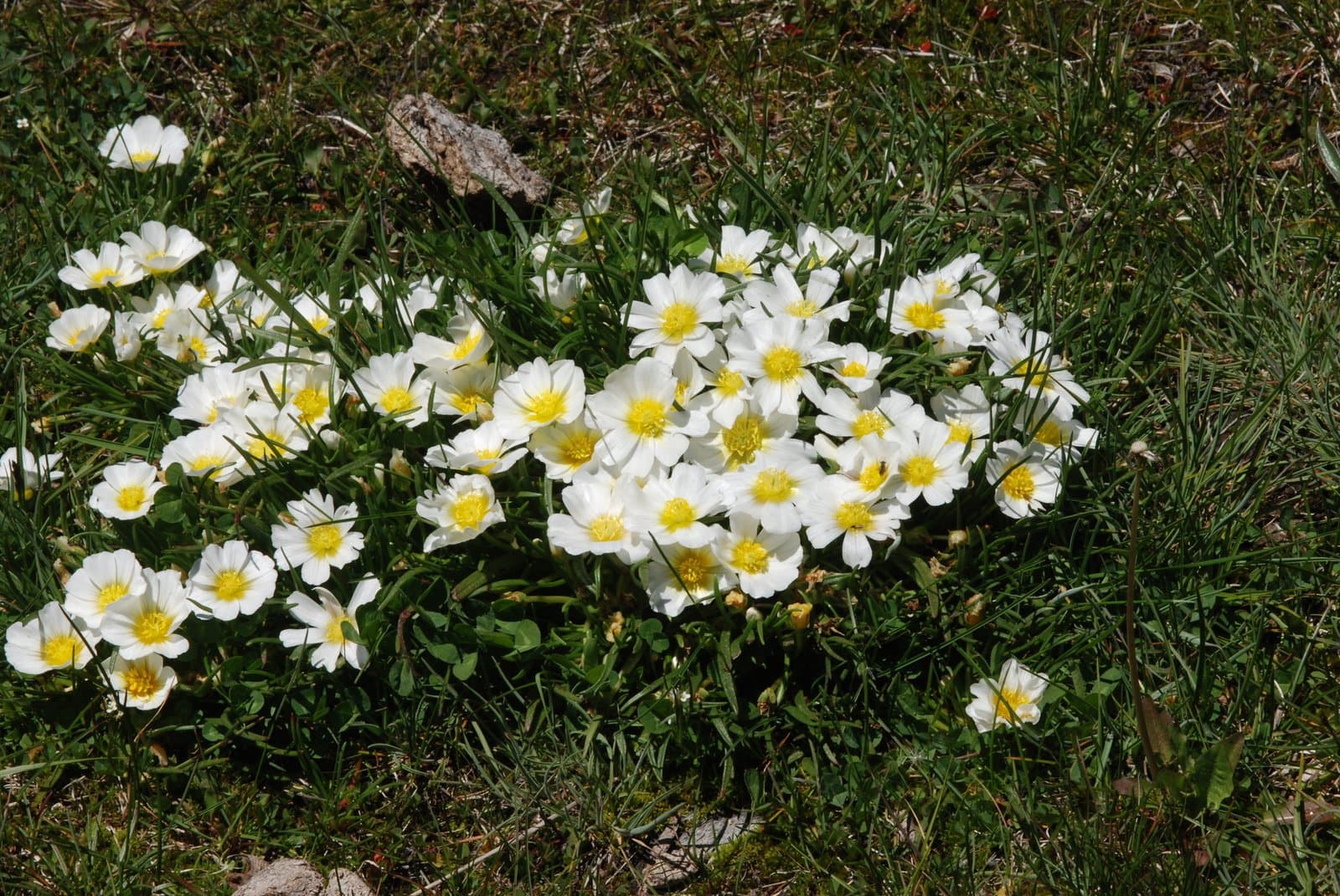 Calandrinia graminifolia Phil.