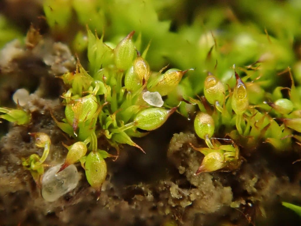 Microbryum curvicollum (Hedw.) R.H.Zander