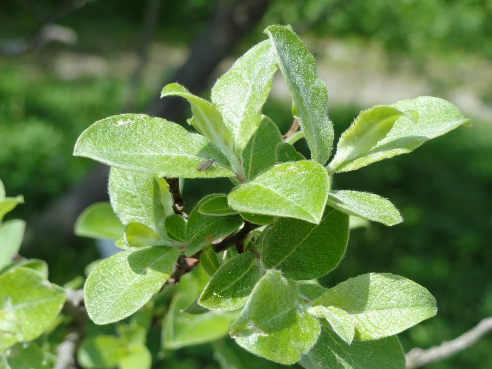 Salix aegyptiaca L.
