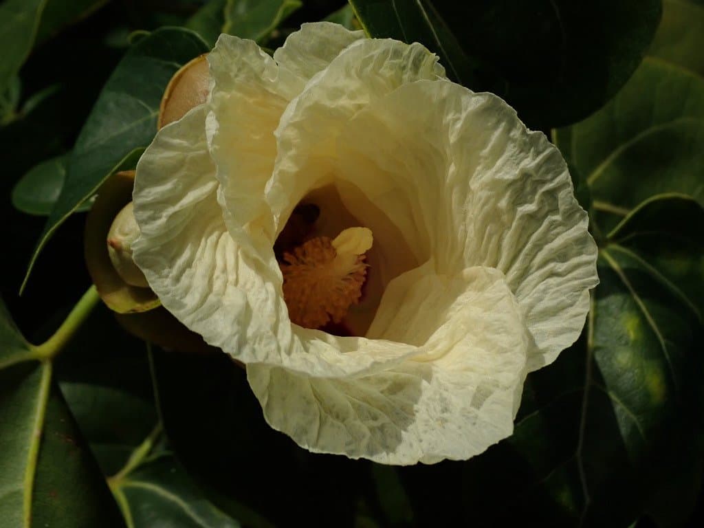Thespesia populnea (L.) Sol. ex Corrêa