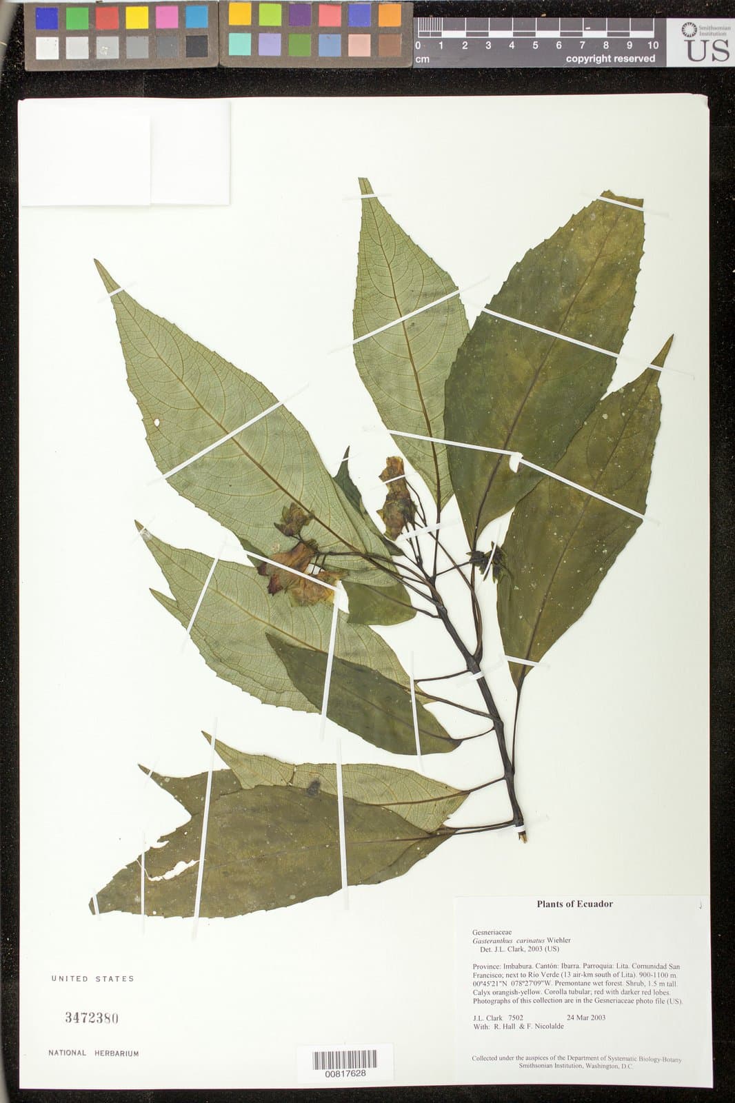 Gasteranthus carinatus Wiehler
