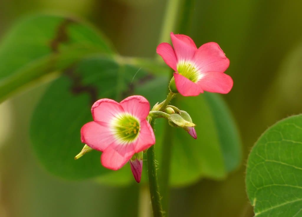 Oxalis tetraphylla Cav.