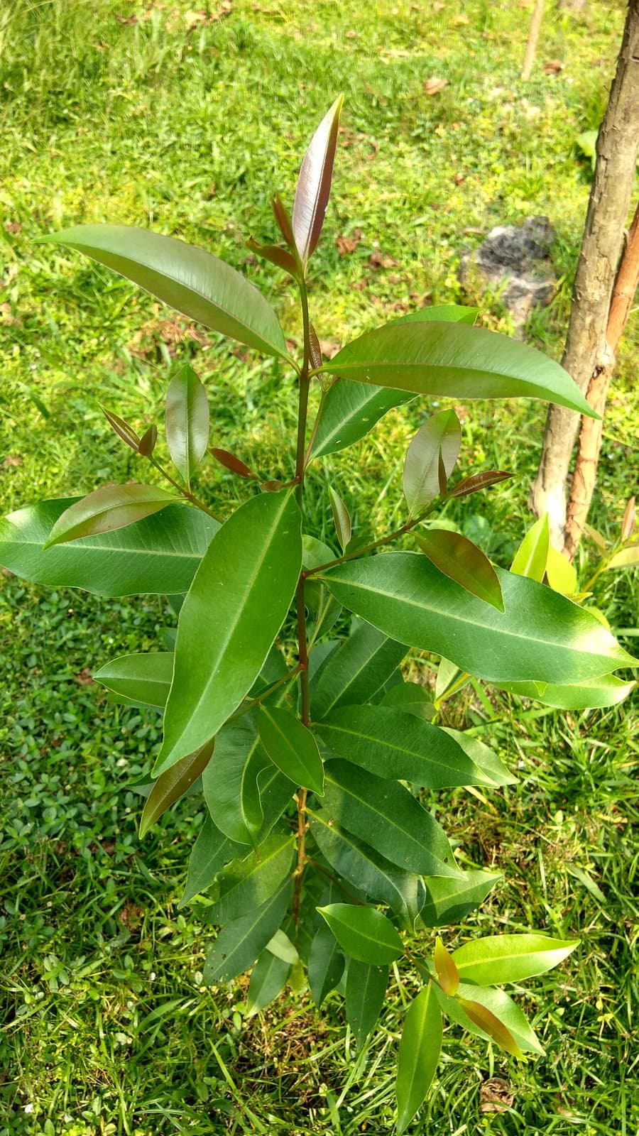 Syzygium cumini (L.) Skeels
