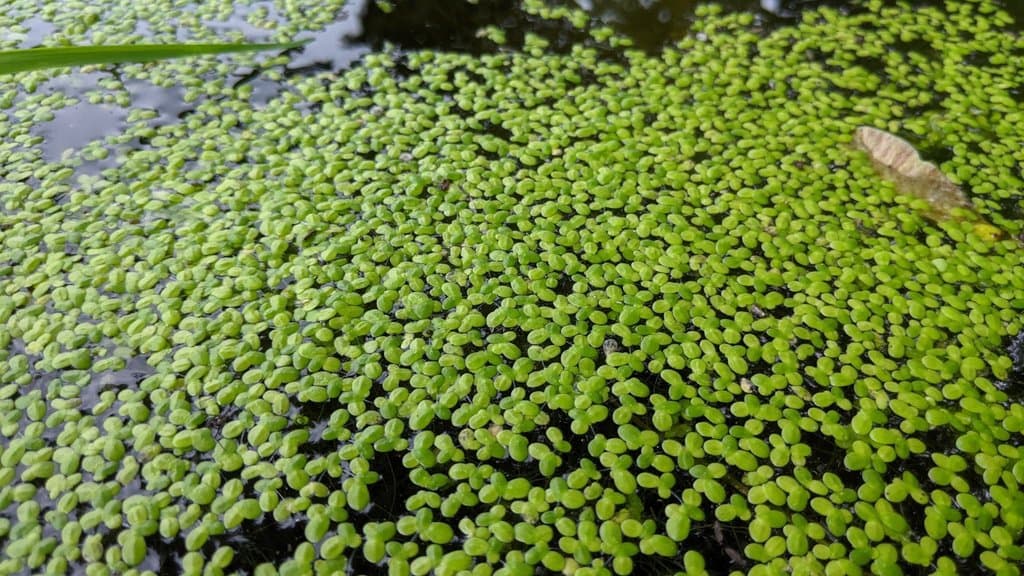 Lemna minor L.