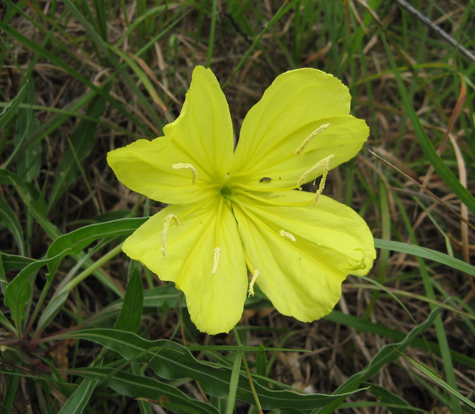 Oenothera macrocarpa Nutt.