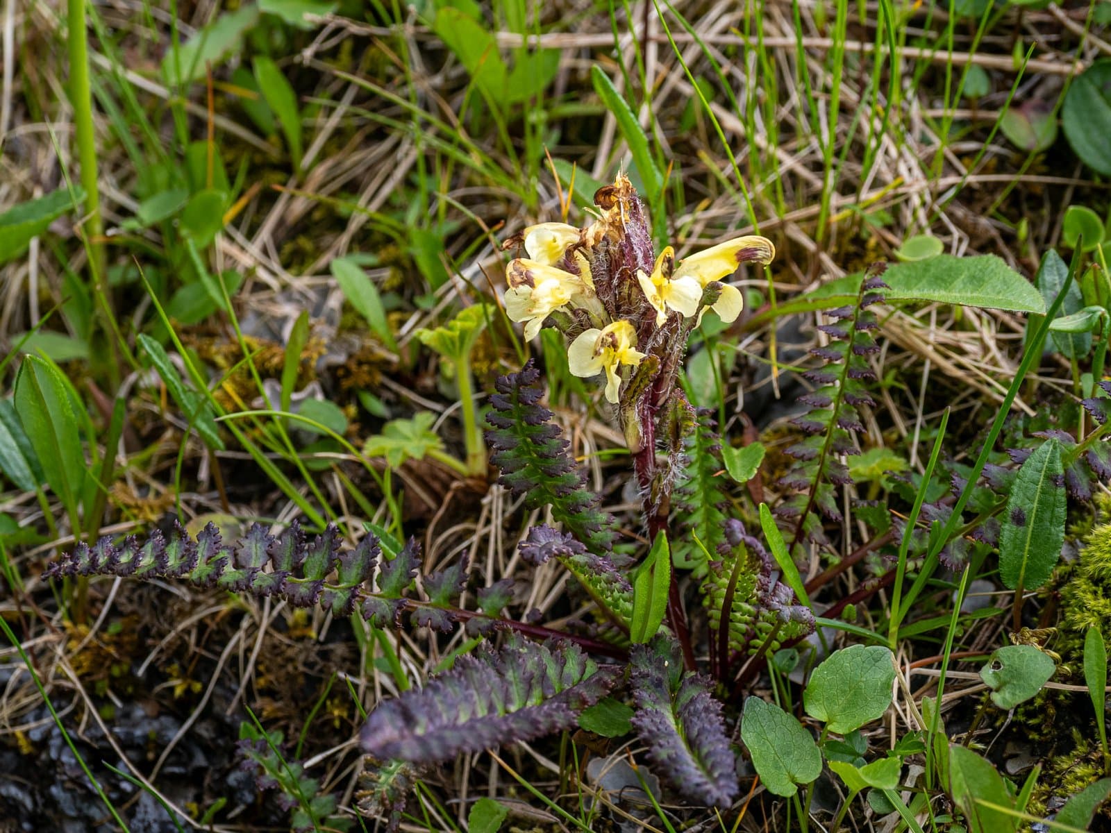 Pedicularis oederi Vahl