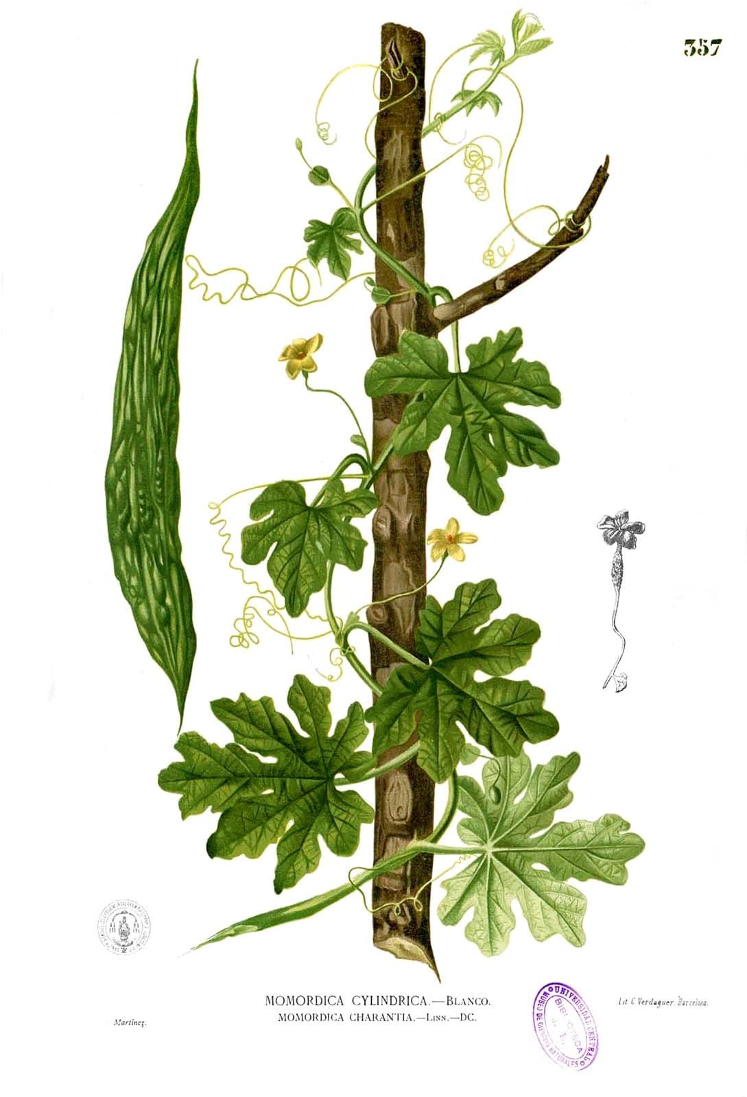 Momordica charantia L.
